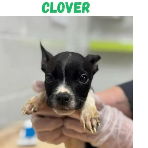 Clover
