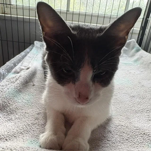 An adult medium-sized female Gray & White Domestic Short Hair cat named Lil' Denise for adoption in Porter, TX