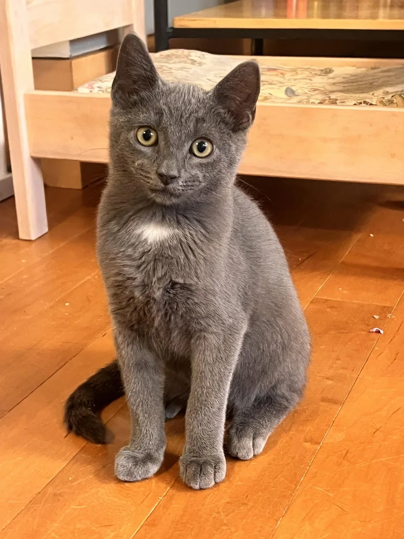 A baby medium-sized male Gray & White Domestic Short Hair cat named Smurfie for adoption in Broomall, PA