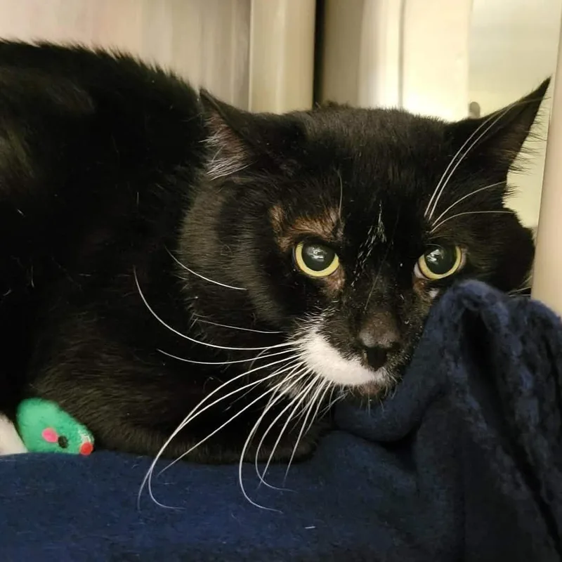 Sylvester thumbnail 2