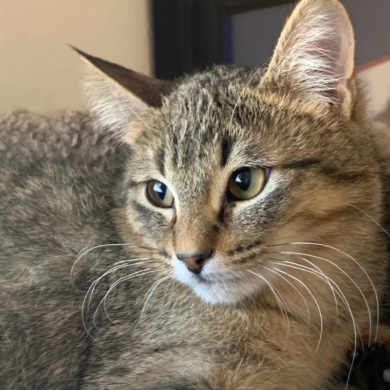 Schroeder thumbnail 3