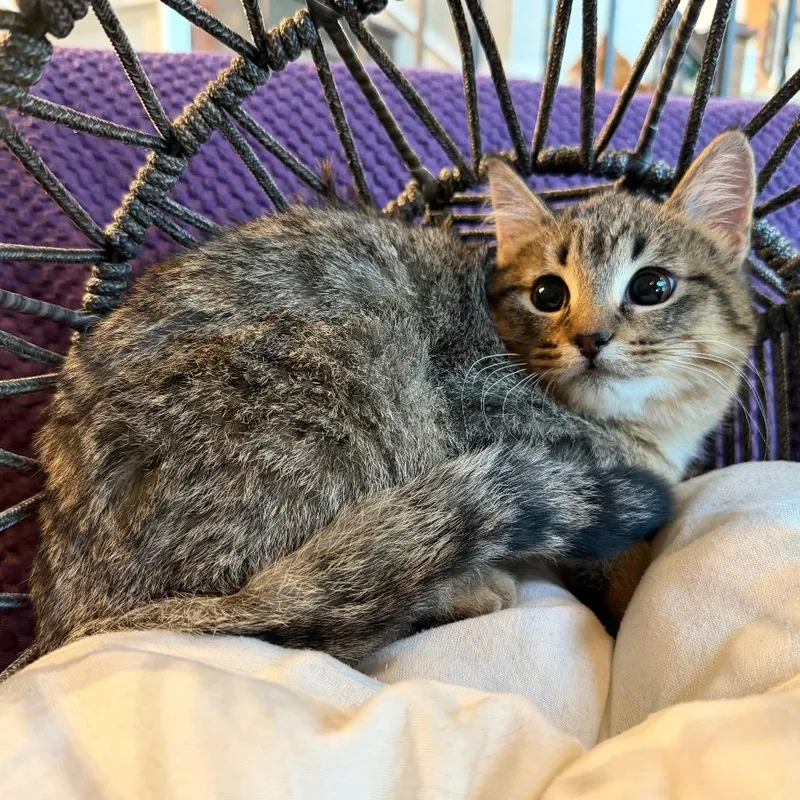 Schroeder thumbnail 4