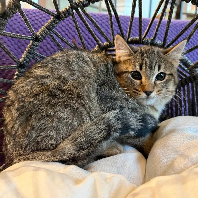 Schroeder thumbnail 6