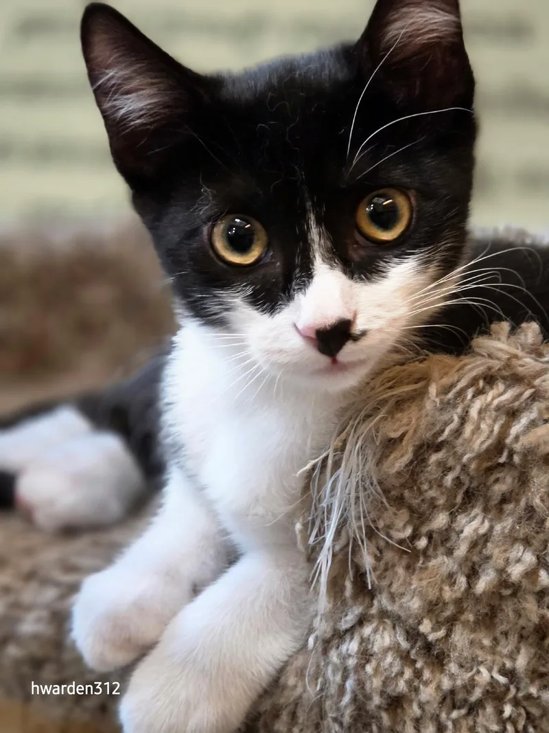 A baby medium-sized female Black & White / Tuxedo Domestic Short Hair cat named Ruby for adoption in Temple, PA
