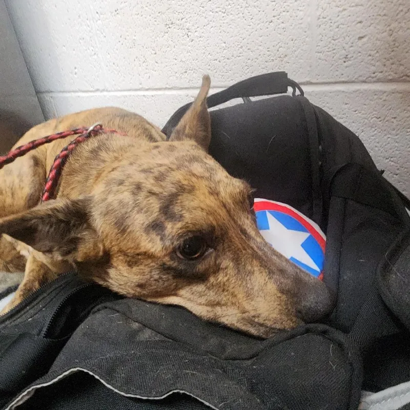 An adult medium-sized female Terrier dog named Nala for adoption in Evensville, TN