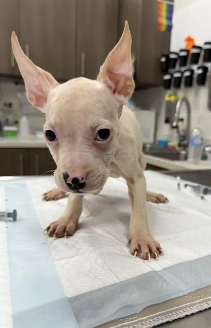 A baby small-sized female Labrador Retriever dog named Ulna for adoption in Baytown, TX