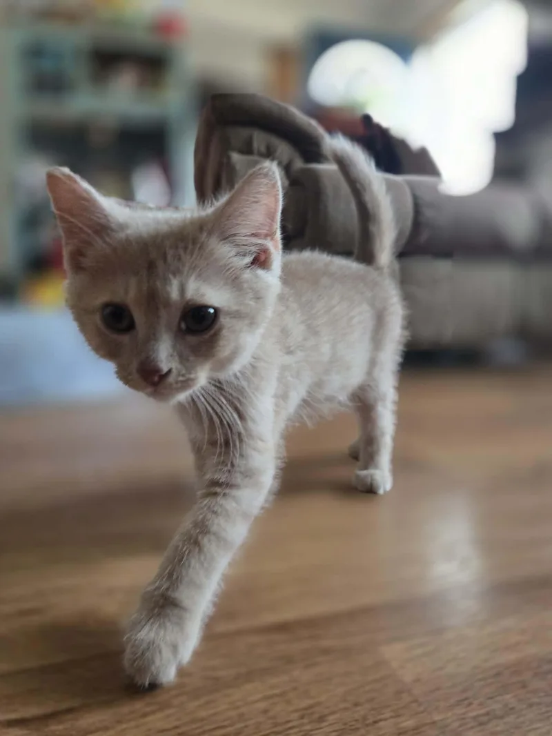 A baby small-sized male Buff / Tan / Fawn Domestic Short Hair cat named McNeilus for adoption in Stoughton, WI