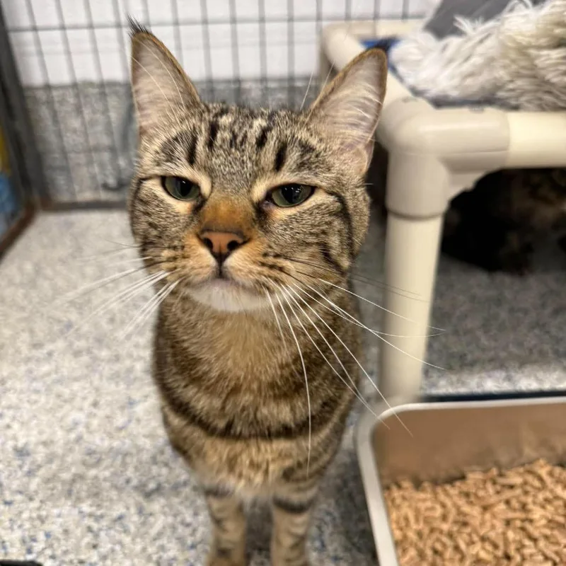 A young medium-sized female Domestic Short Hair cat named Priscilla for adoption in Spokane, WA
