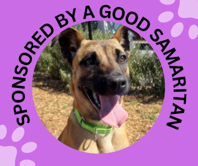 A young medium-sized female Belgian Shepherd / Malinois dog named Luna for adoption in Santa Cruz, CA