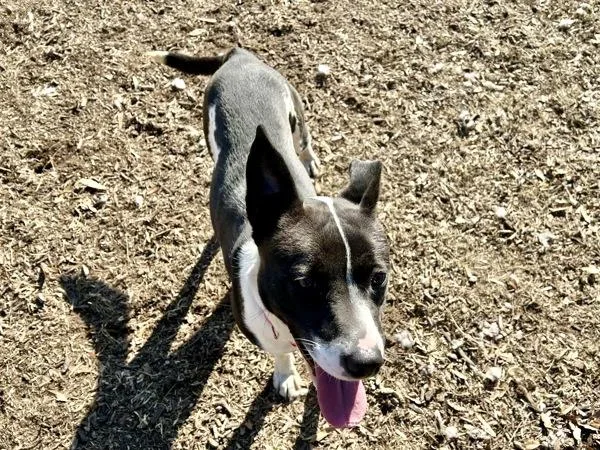 Victoria thumbnail 2