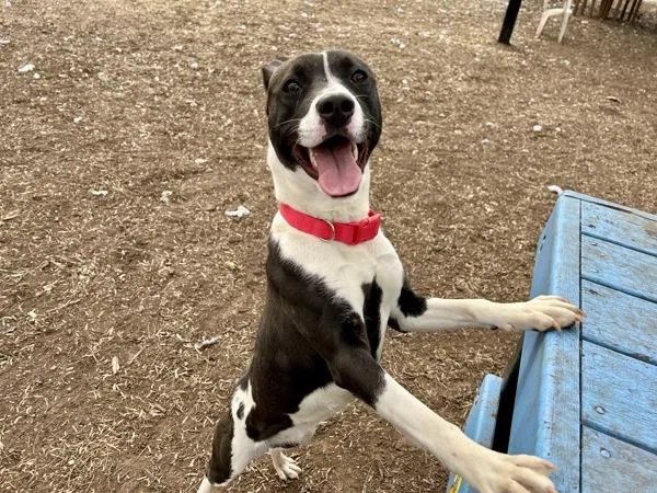 Victoria thumbnail 3