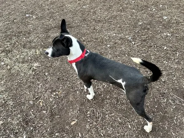 Victoria thumbnail 4