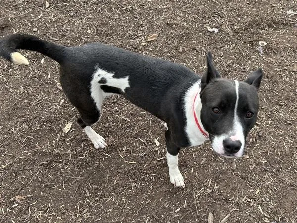 Victoria thumbnail 5