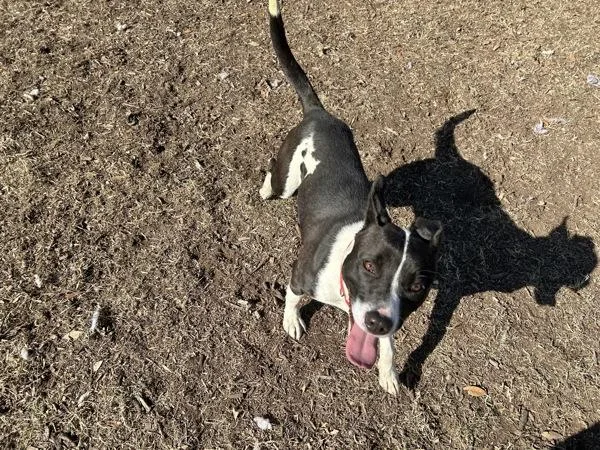 Victoria thumbnail 6