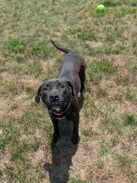 A young large-sized female Labrador Retriever dog named Pixel for adoption in Upper Marlboro, MD