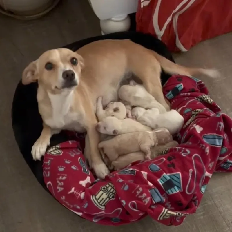 A baby small-sized female Chihuahua dog named Patience for adoption in Allen, TX