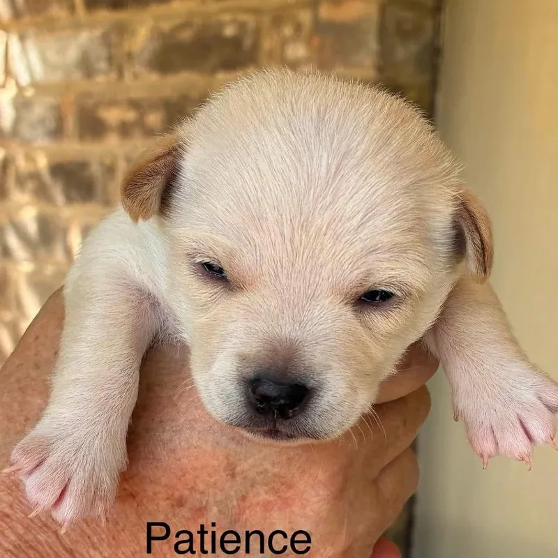 Patience thumbnail 2