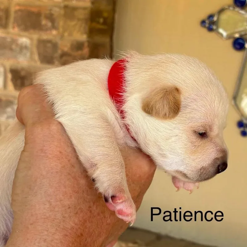 Patience thumbnail 5