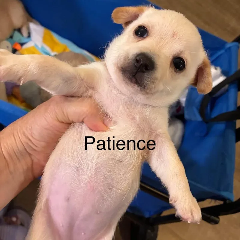 Patience thumbnail 6