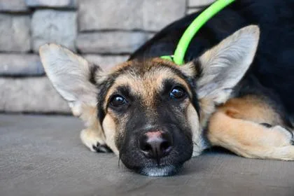 A baby medium-sized female German Shepherd Dog dog named Loch Ness for adoption in Yakima, WA