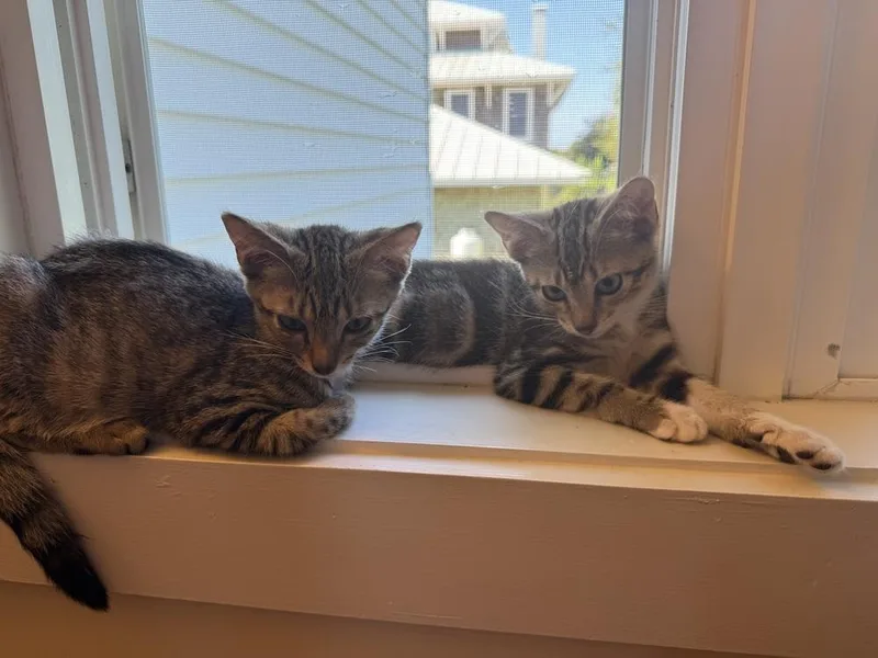 A baby medium-sized male Domestic Short Hair cat named Iggy for adoption in Emerald Isle, NC