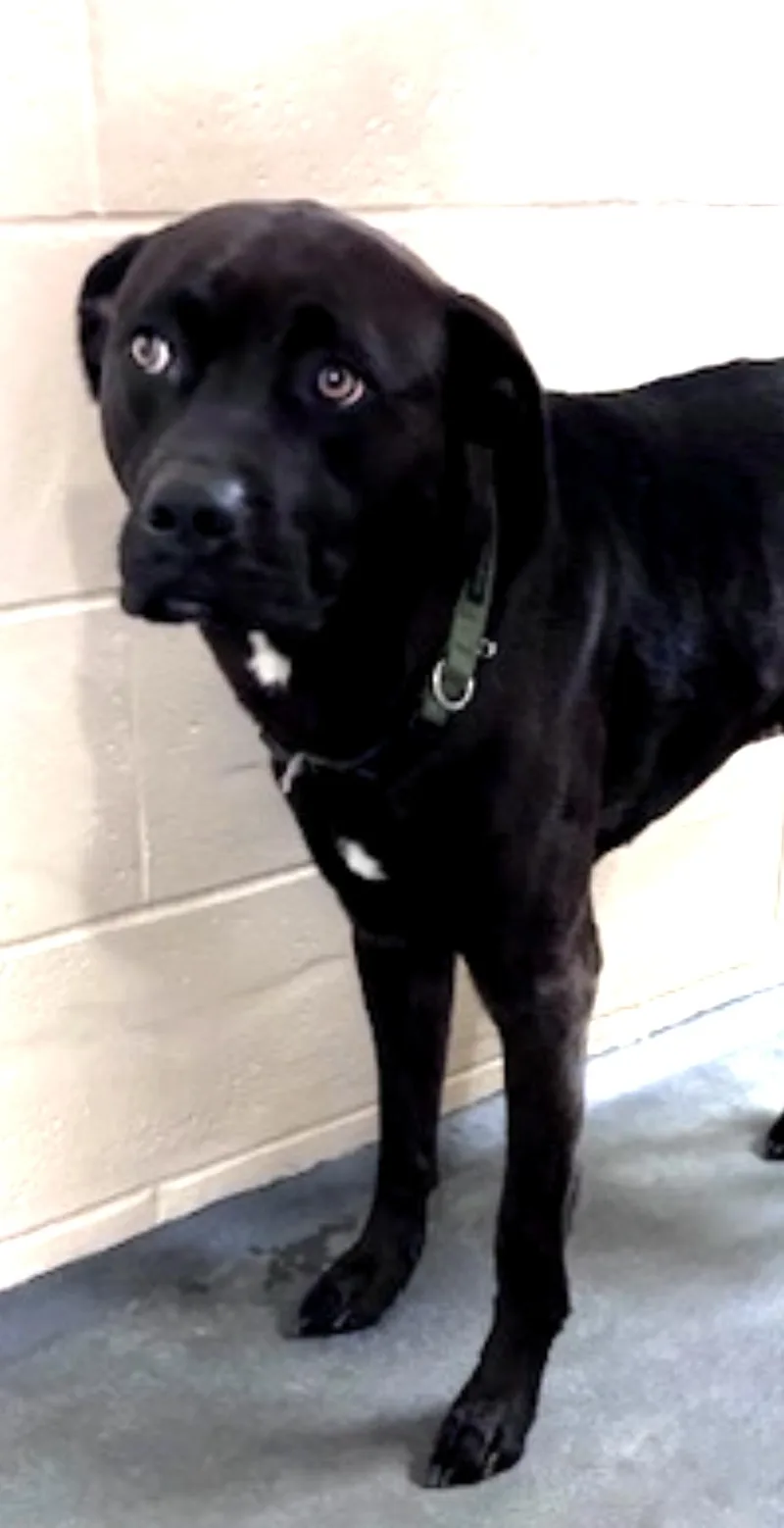 A young medium-sized male Black Boxer dog named Wade Thrown Out Of for adoption in Charlottesville, VA