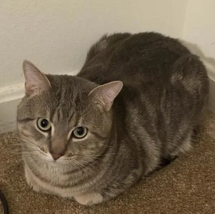 An adult small-sized male Domestic Short Hair cat named Neno for adoption in Fairfax, VA