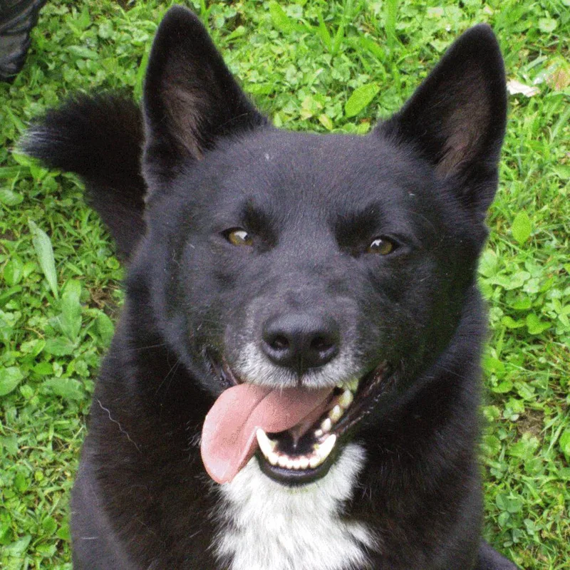 An adult medium-sized male Black Australian Cattle Dog / Blue Heeler dog named Rosco for adoption in Carrollton, OH