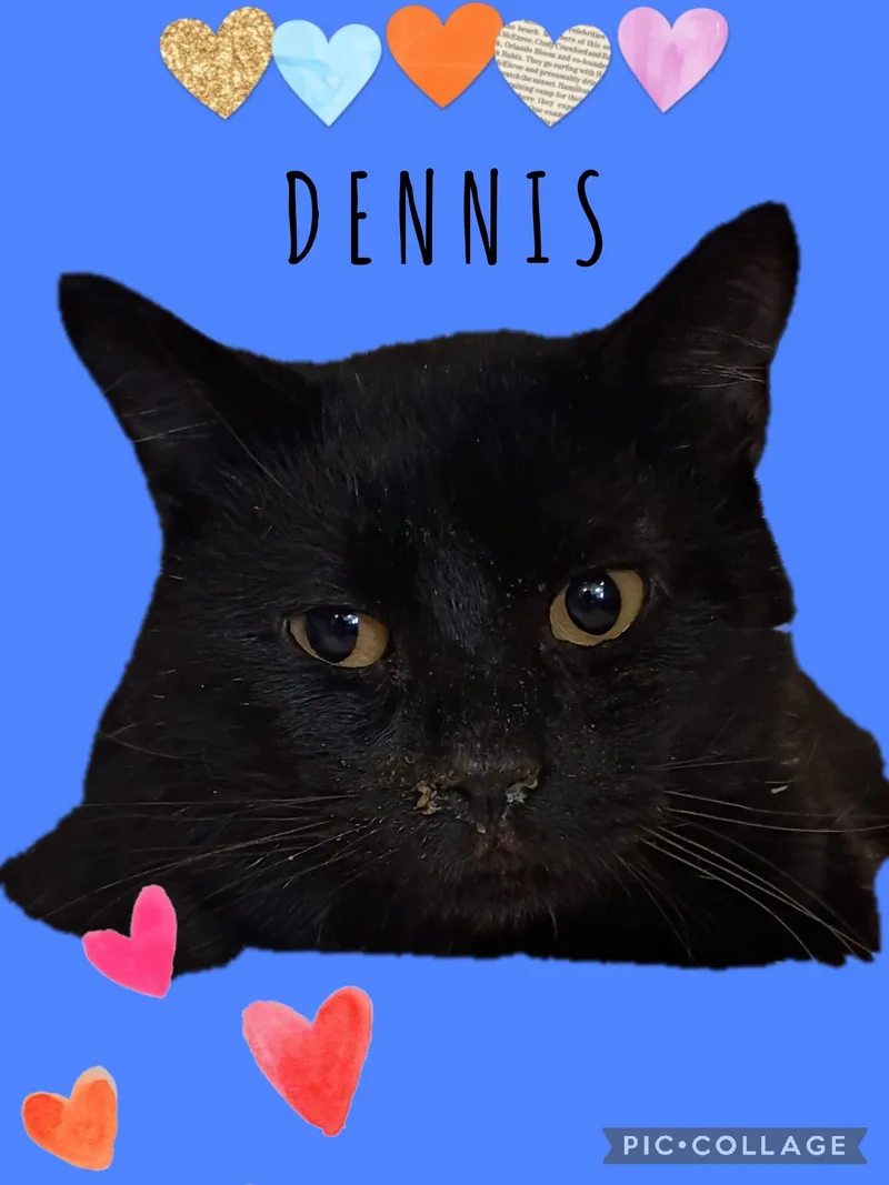 An adult small-sized male Domestic Short Hair cat named Dennis for adoption in Muncie, IN