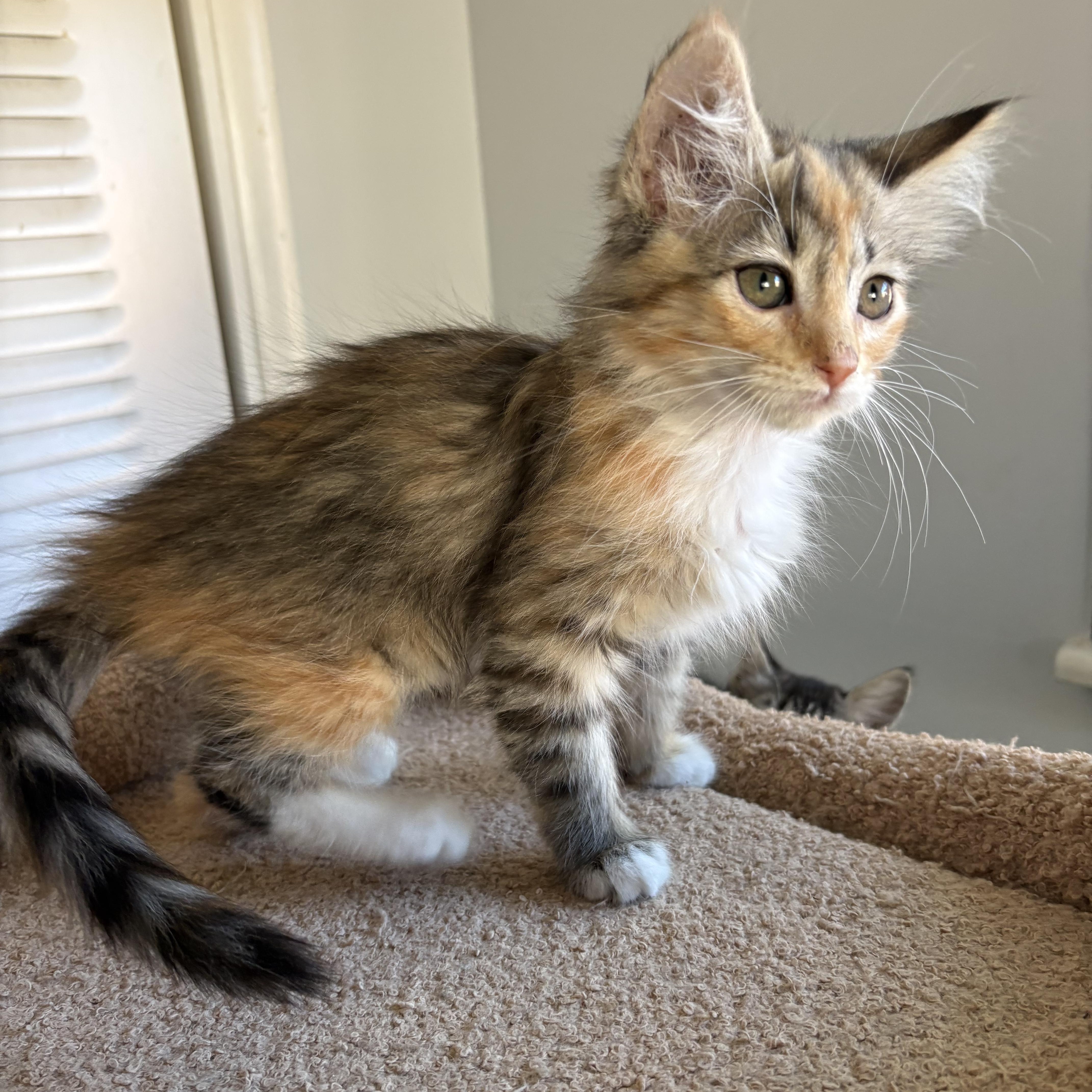 A young medium-sized female Domestic Medium Hair cat named Briney for adoption in Oracle, AZ