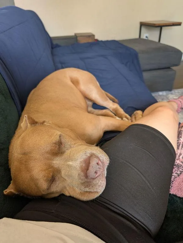 An adult large-sized male Pit Bull Terrier dog named Joker Aka Zeus for adoption in Virginia Beach, VA