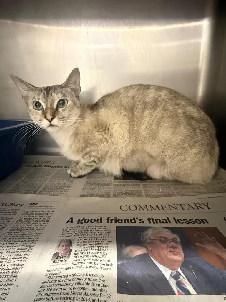 A young medium-sized female Siamese cat named Luna for adoption in Sorrento, LA