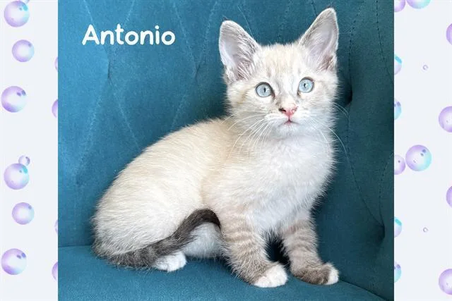 A baby small-sized male Siamese cat named Antonio for adoption in Tustin, CA