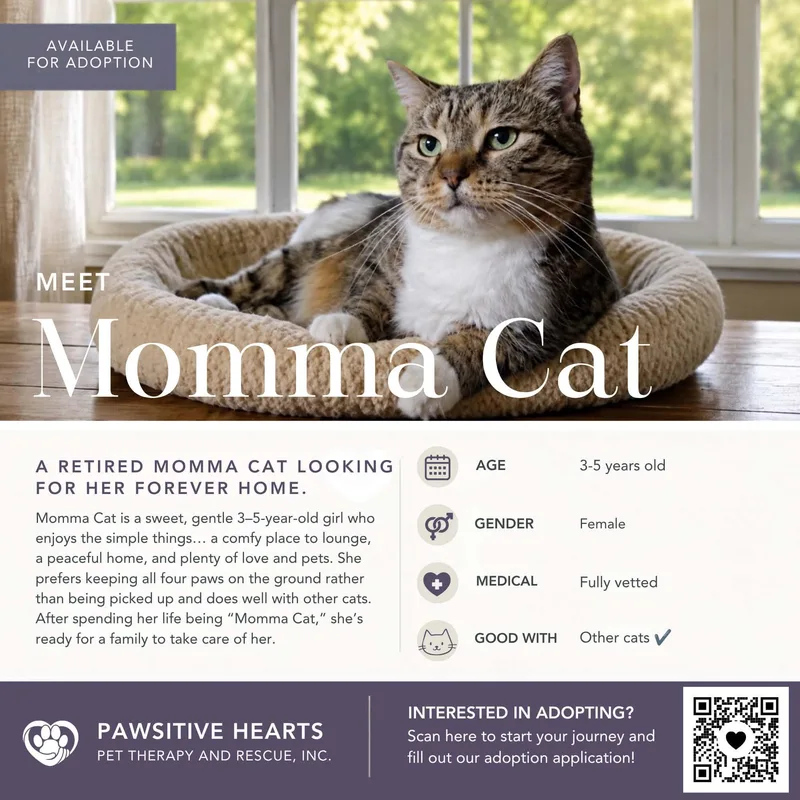 An adult medium-sized female Domestic Short Hair cat named Momma Cat for adoption in Kenhorst, PA
