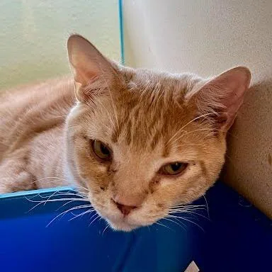 An adult large-sized male Buff / Tan / Fawn Domestic Short Hair cat named Texas for adoption in Tacoma, WA