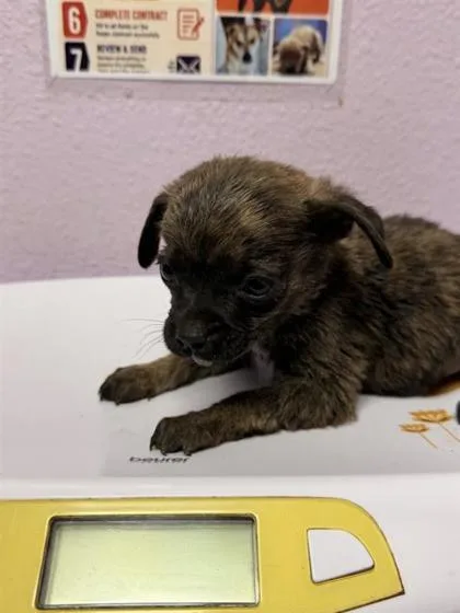 A baby small-sized male Brindle Mixed Breed dog named 61246402 for adoption in El Paso, TX