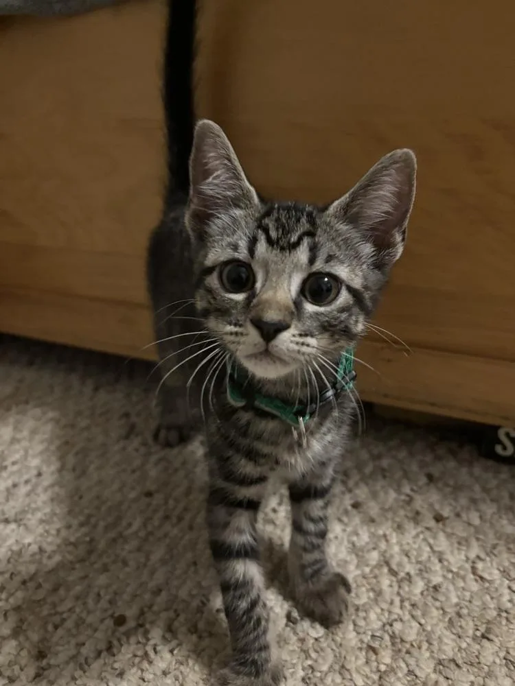 A baby medium-sized male Gray / Blue / Silver Domestic Short Hair cat named Steel for adoption in Salisbury, NC