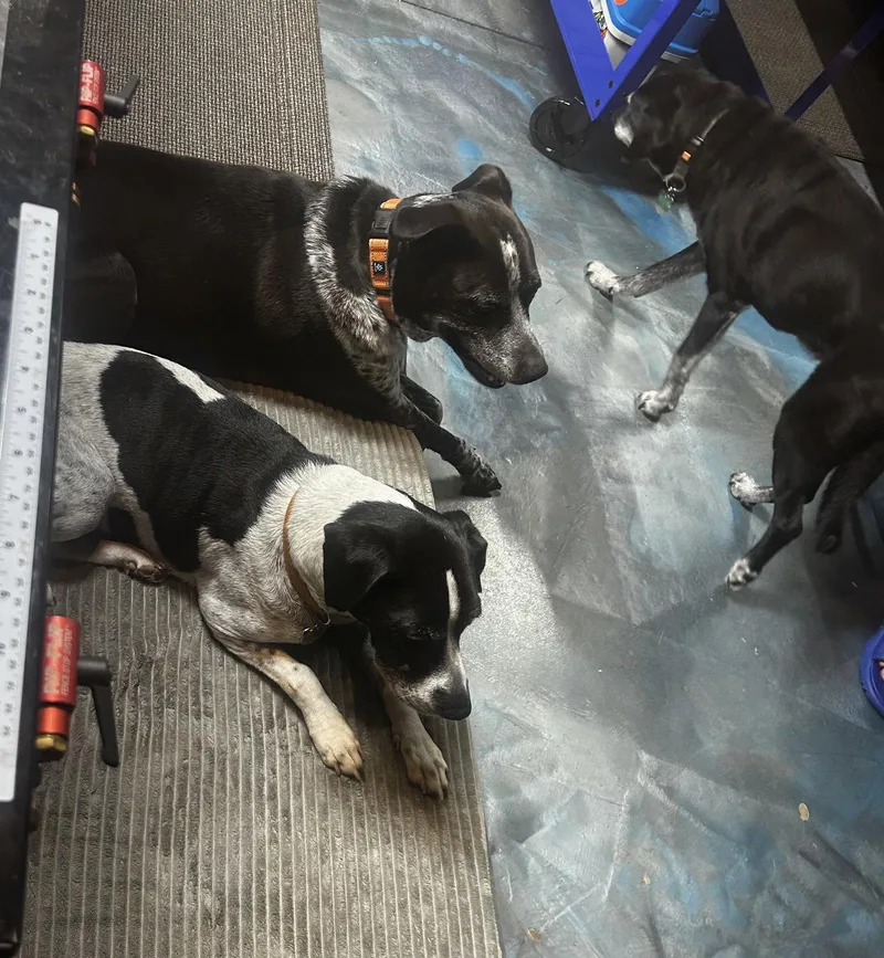 An adult large-sized male Mixed Breed dog named Ziggy for adoption in Powell, OH