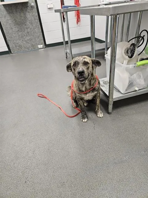 A young medium-sized male Dutch Shepherd dog named Tyrese for adoption in Corpus Christi, TX