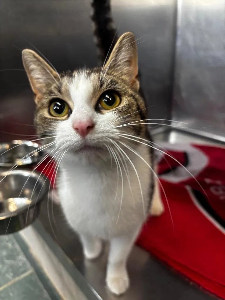 A young medium-sized female Domestic Short Hair cat named Stelle for adoption in Lima, OH
