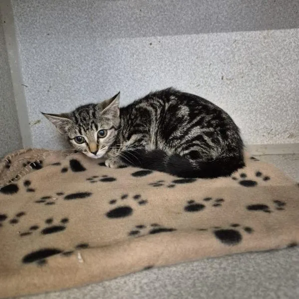 A baby small-sized female Brown / Chocolate Domestic Short Hair cat named Zarude for adoption in Austin, TX