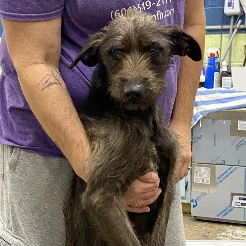 An adult medium-sized male Mixed Breed dog named Joe bob for adoption in Corbin, KY