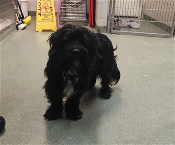 A young medium-sized male Mixed Breed dog named Marley for adoption in Santa Fe, NM