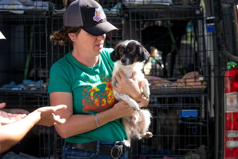 An adult small-sized female White / Cream Spaniel dog named Monkey for adoption in Santa Rosa, CA