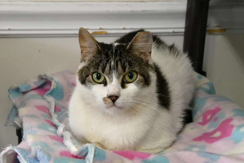 An adult medium-sized male White Domestic Short Hair cat named Kiki for adoption in Fairhope, AL