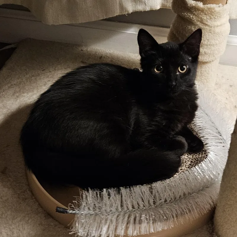 A young medium-sized male Black Domestic Medium Hair cat named Jotaro Kujo for adoption in Saint Louis, MO