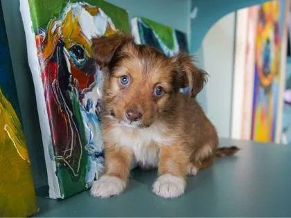 A baby small-sized male Yorkshire Terrier dog named Ferrari for adoption in San Antonio, TX