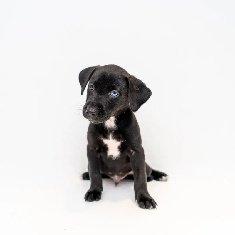 A baby medium-sized male Black Mountain Cur dog named Daffy Duck for adoption in New York, NY