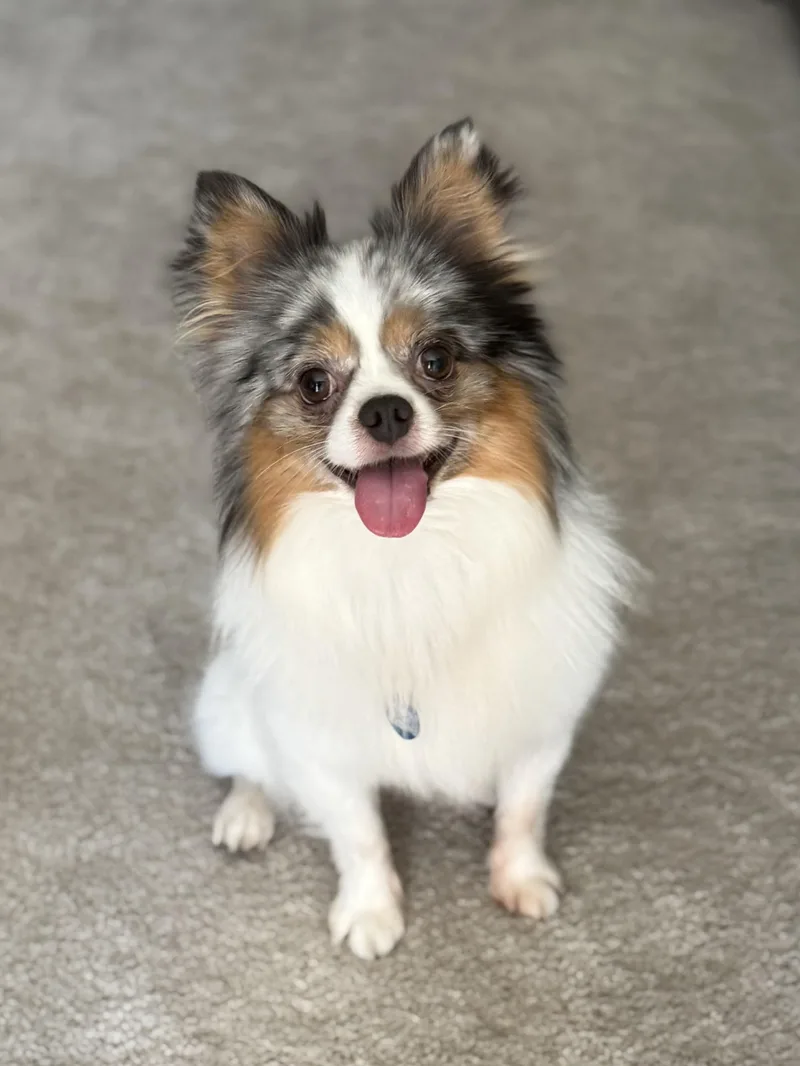 A young small-sized male Merle (Blue) Pomeranian dog named Ralphie for adoption in Los Alamitos, CA