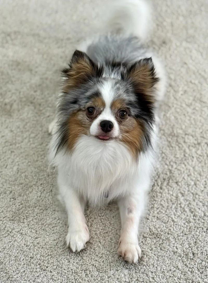 Ralphie thumbnail 2